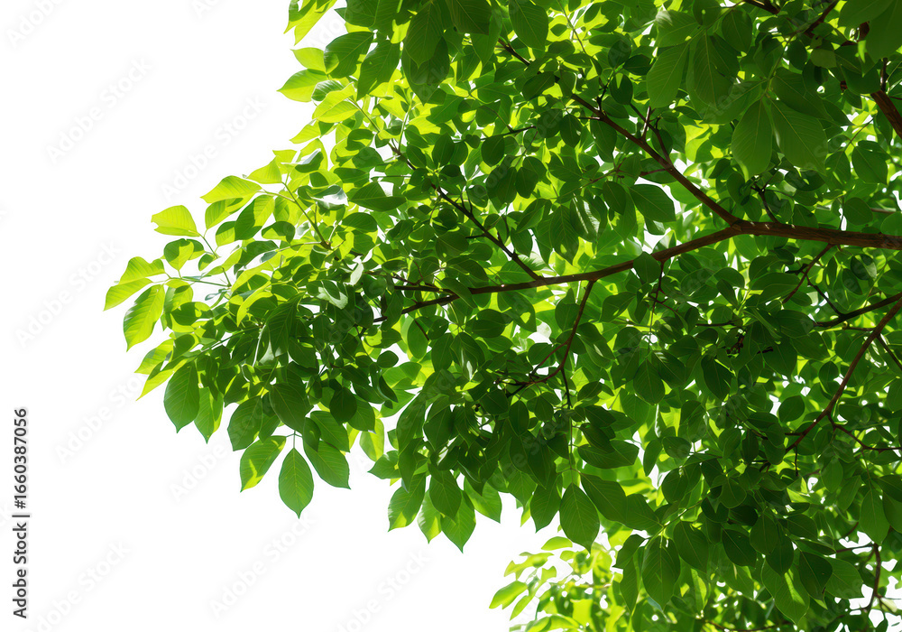 Green leaves on a tree branch, isolated on transparent background Green leaves on a tree branch, isolated on transparent background