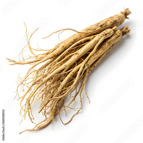Dried shatavari root placed on a white background, emphasizing its fibrous texture, beige color,