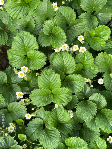A lush patch of strawberry plants with vibrant green leaves and small white flowers in bloom