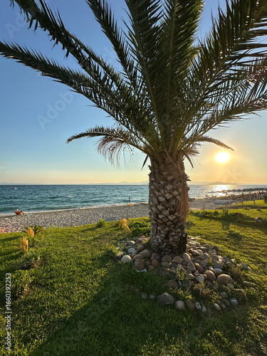 A tall palm tree stands on a grassy area by the beach, overlooking the sea at sunset