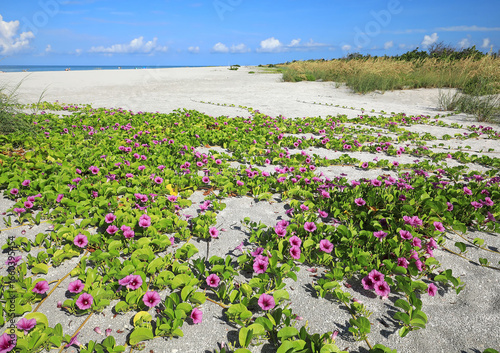 Pink and purple flowers of the Railroad Vine, growing on Sanibel Island beach, Florida, also known as (Ipomoea pes-caprae subsp. brasiliensis) an evergreen salt tolerant perennial grows on sand dunes.