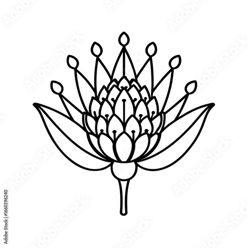  pincushion protea flower line art