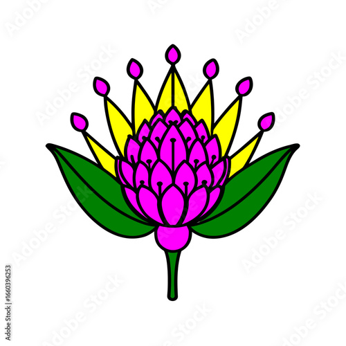 pincushion protea flower vector illustrations