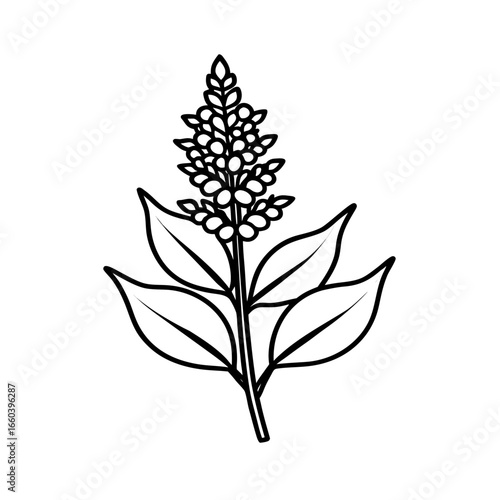 astilbe flower line art