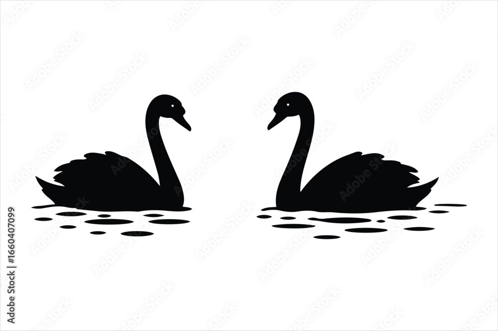 Fototapeta premium Two elegant black swans swimming peacefully in calm water creating a serene natural scene