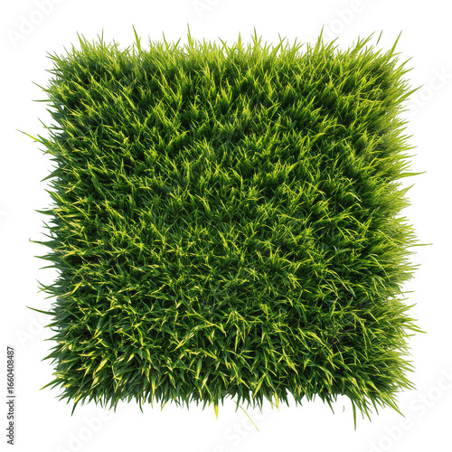 Square patch of vibrant green grass top isolated illustration on transparent background