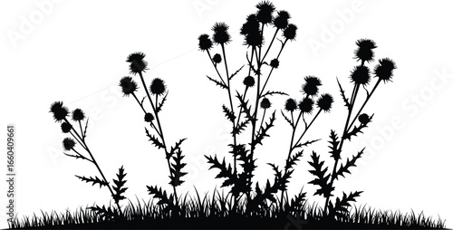Thistle silhouette, wild plant, spiky leaves, flower head, botanical, nature, weed