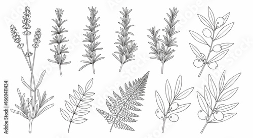 Hand-drawn botanical vector illustration of dry herbs, wheat, and meadow plants in monochrome outline style for natural, organic, and decorative design.