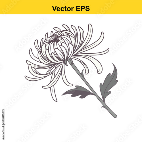 A chrysanthemum flower icon with multiple thin petals 
arranged in a radial pattern.