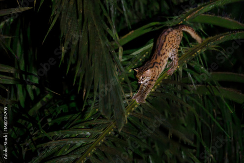 Leopard cat known as Prionailurus Bengalensis, at night in Danum Valley, Borneo, Malaysia