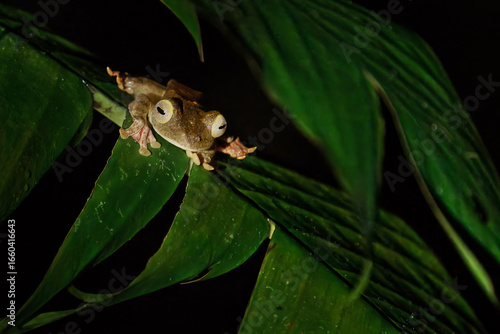 Harlequin Flying Frog at night in Borneo, Malaysia