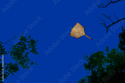 Flying Red Giant Squirrel at the twilight in Borneo, Malaysia