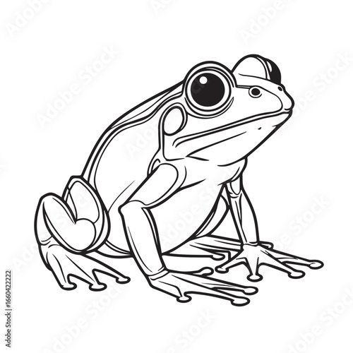 Vector art of a detailed black and white line drawing of a frog sitting on its haunches, isolated on a, showcasing its large eyes and webbed feet