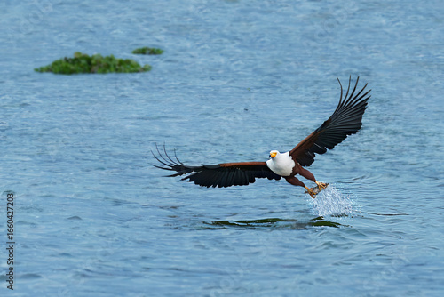 Fish eagle catching fish in Lake Naivasha, Kenya