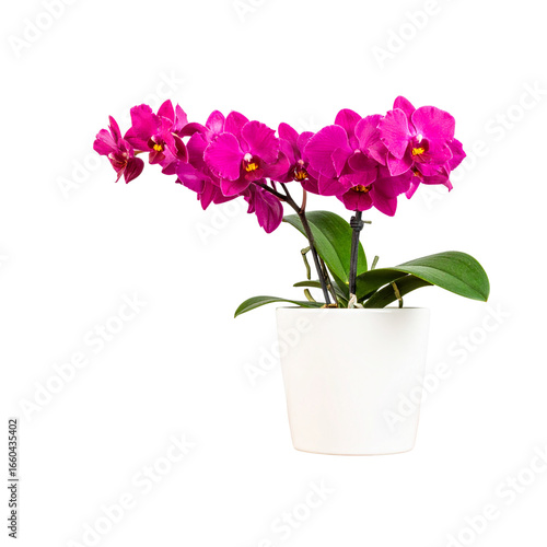 Wallpaper Mural Close-up view of purple orchid grown in a white ceramic pot placed on a wooden table, isolated on transparent background, png file. By Warawut  Torontodigital.ca