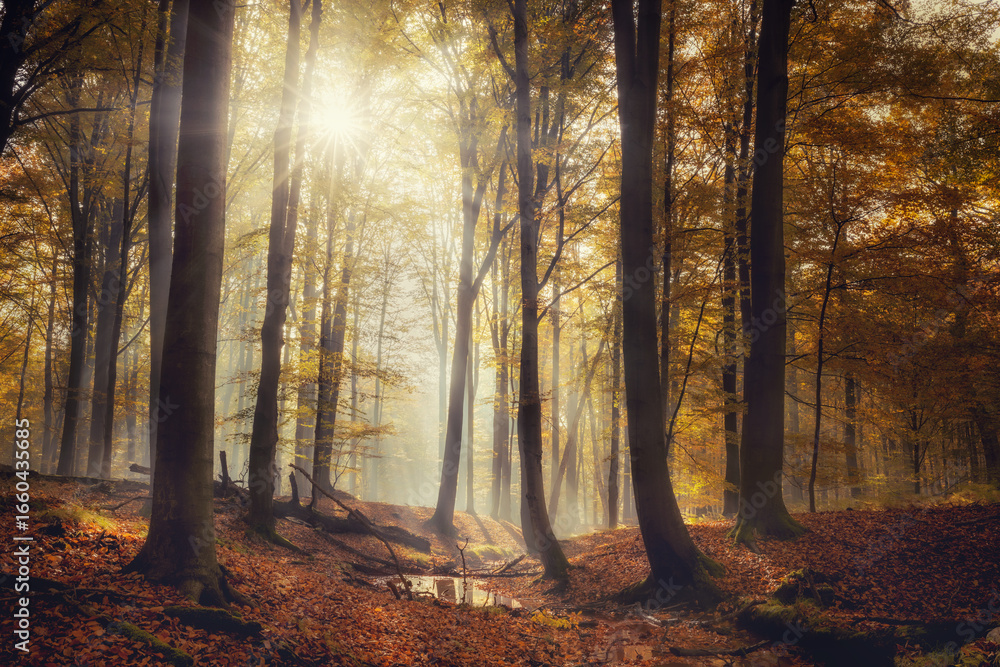 Obraz premium Las Murckowski - Katowice