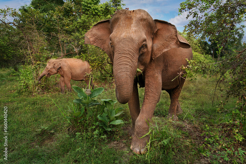 Elephants in Hurulu National Park in Sri Lanka