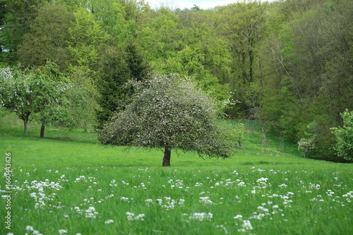 Flowering meadow orchard with single blossom-laden tree amid forest edge