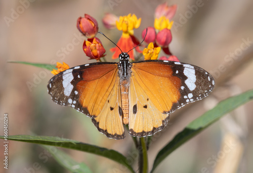 colourful butterfly on flower