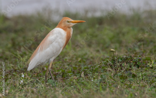 cattle egret bird in a field