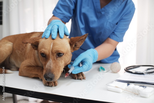 Tableau sur toile The veterinarian doctor treating, checking on dog at vet clinic