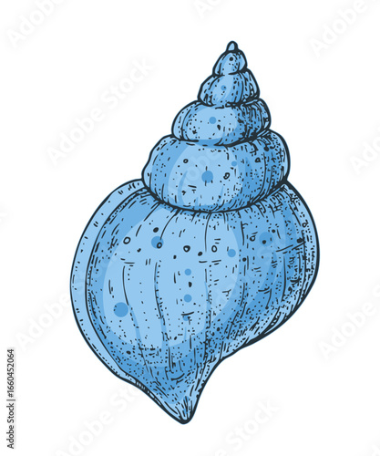 Seashell sketch. Hand drawn vector illustration. Black and white. Engraving style