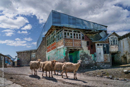 Sheep in the mountain village of Khinalig in Azerbaijan