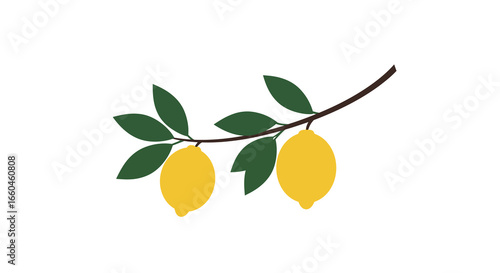Minimalist lemon branch with fresh green leaves on white background