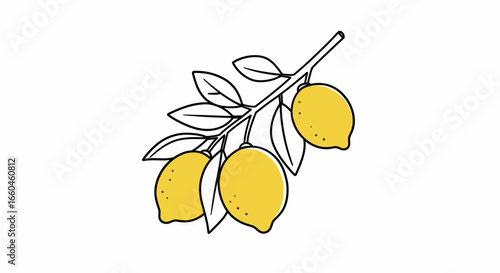 Hand drawn lemon branch on white background