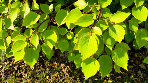 Leafs from a bush on the ground. Sunlight reflecting.