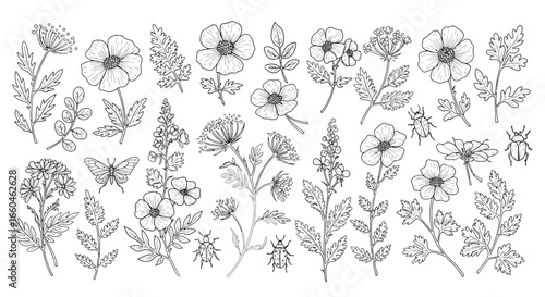 Intricate hand drawn floral collection with delicate insects and leaves
