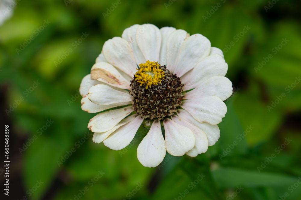 Obraz premium bee on a flower