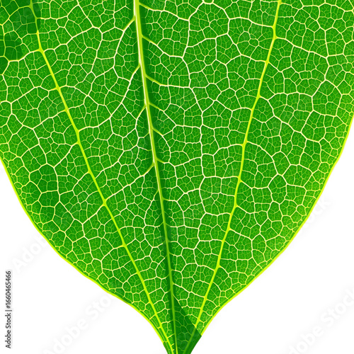 Macro View of Green Leaf Vein Structure	
