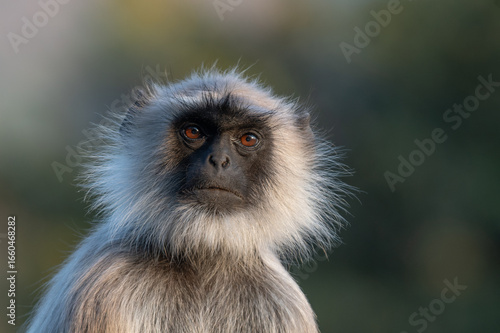 Closeup of macaque monkey face primate langur portrait