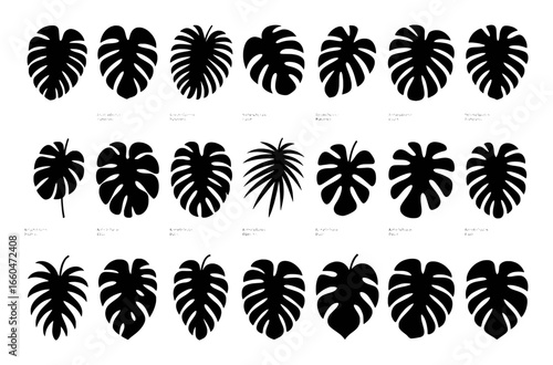 Collection of Silhouetted Monstera Leaf Varieties with Botanical Names