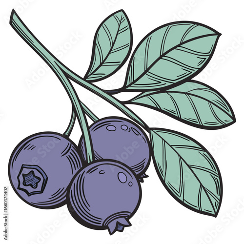 victor illustration of bilberry on white background