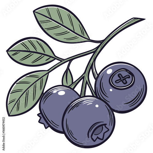 victor illustration of bilberry on white background