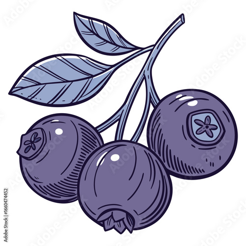 victor illustration of bilberry on white background