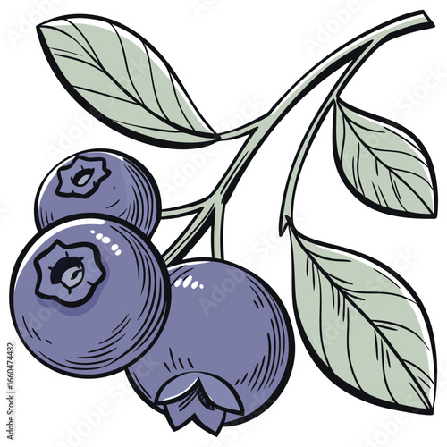 victor illustration of bilberry on white background