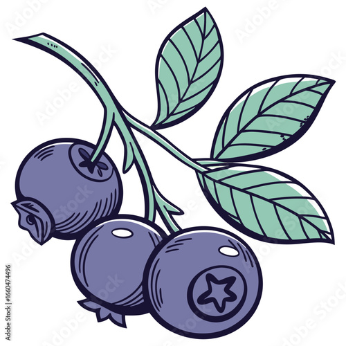 victor illustration of bilberry on white background