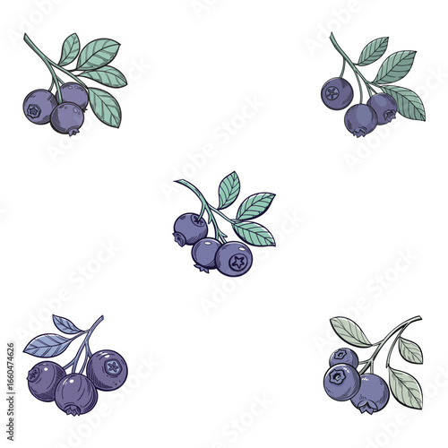 victor illustration of bilberry on white background set