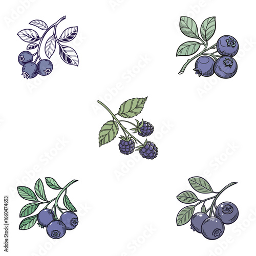victor illustration of bilberry on white background set