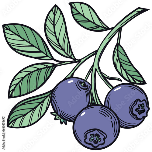 victor illustration of bilberry on white background
