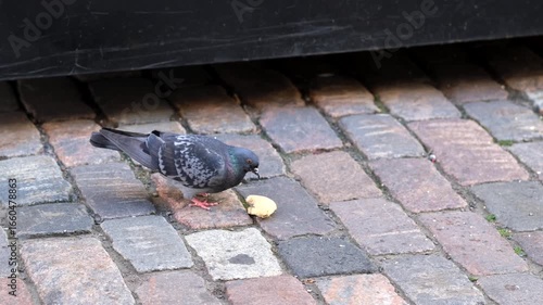 Pigeon eating bread