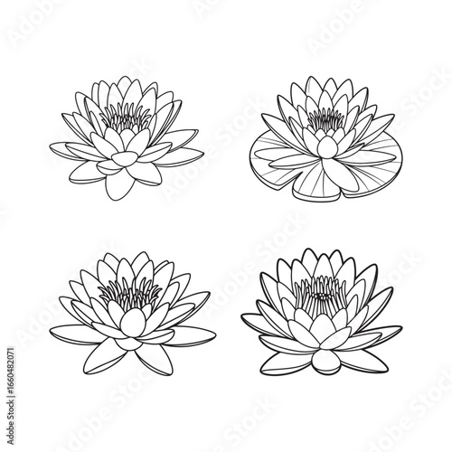 Four Detailed Line Drawings of Water Lilies