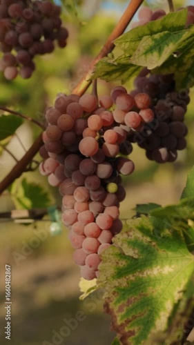 Wallpaper Mural Juicy Grapes in a Vineyard Under Warm Summer Sunlight, creating a delightful atmosphere Torontodigital.ca