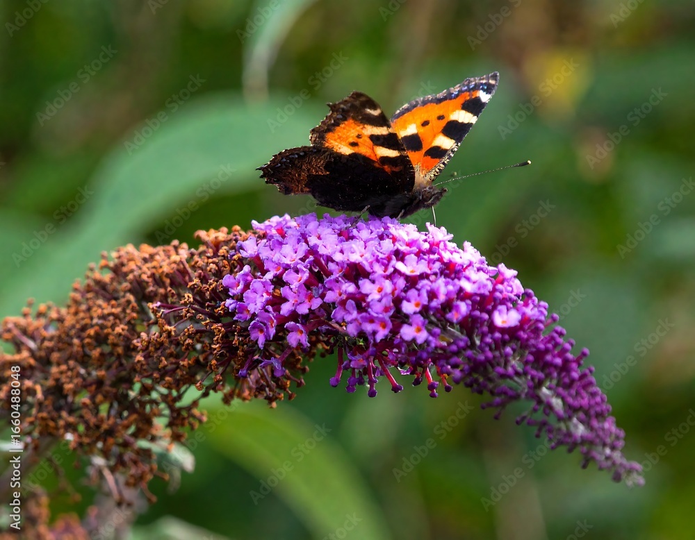 Obraz premium Butterfly on a flower cluster