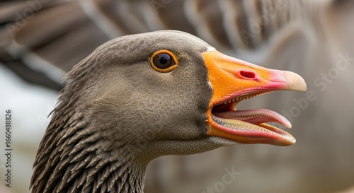 Close up of a goose head open beak vocalizing with detail on feathers and eyes