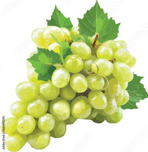 Freshly picked bunch of ripe green grapes with green leaves on white background
