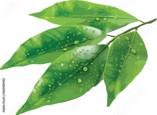 Green leaves branch with water droplets depicting nature and freshness in botanical illustration
